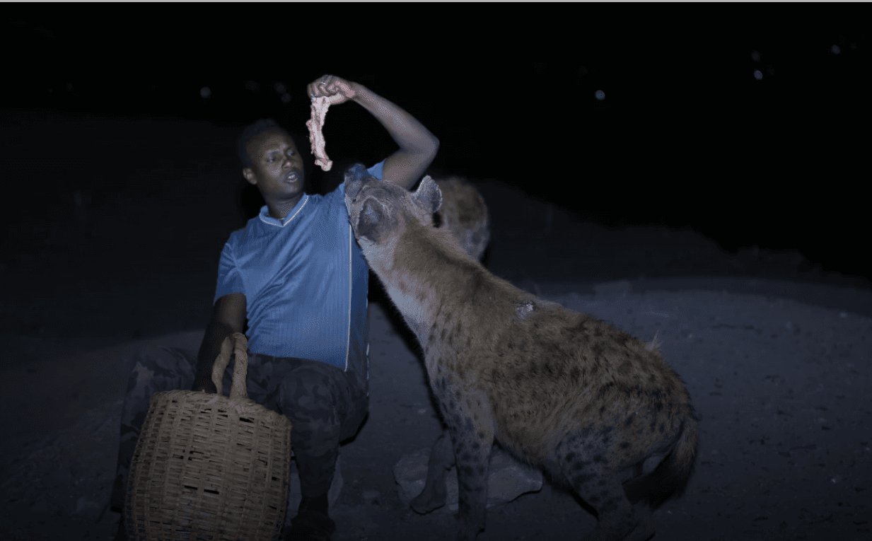 A local handler with a spotted hyena outside Harar at night